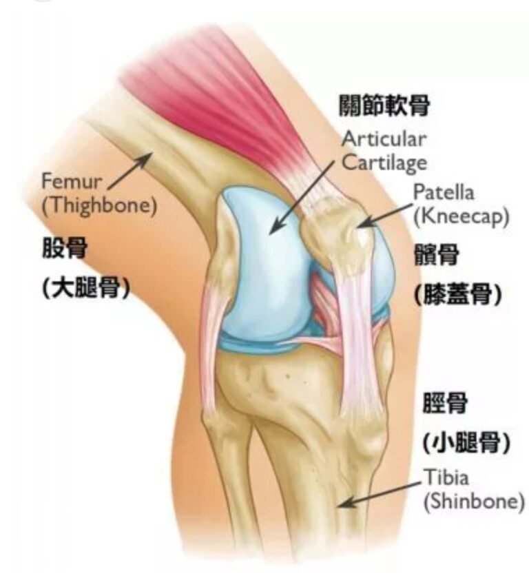膝蓋疼痛的新視角(1)